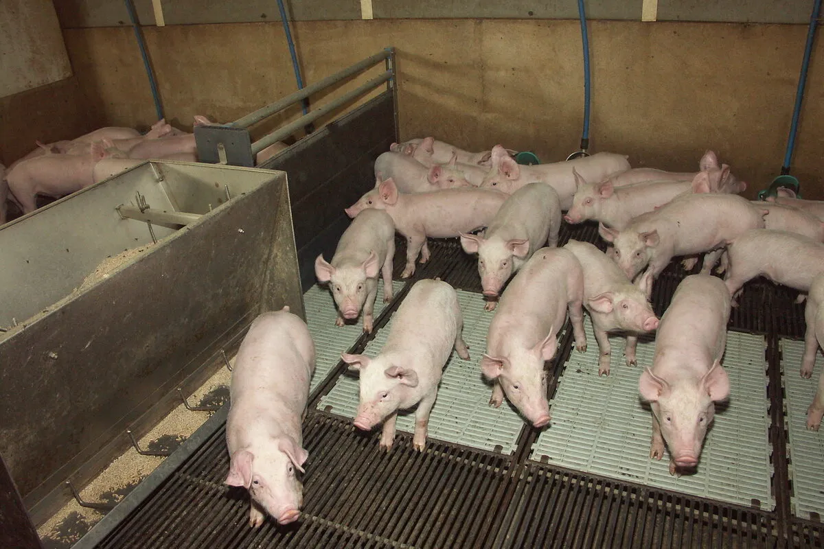 porcelets en post sevrage dans leur case - Illustration Chine, États-Unis, Mercosur, Ukraine… : Inquiétudes géopolitiques