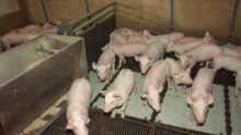 porcelets en post sevrage dans leur case