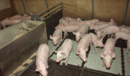 porcelets en post sevrage dans leur case