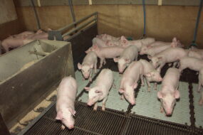 porcelets en post sevrage dans leur case