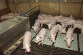 porcelets en post sevrage dans leur case
