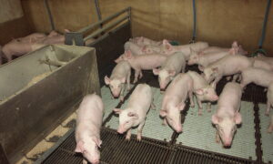 porcelets en post sevrage dans leur case