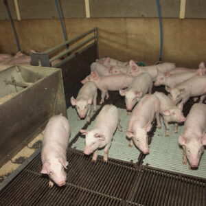 porcelets en post sevrage dans leur case