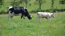vache nourrice avec son veau dans l'herbe