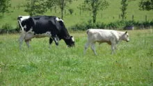 vache nourrice avec son veau dans l'herbe