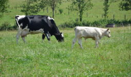 vache nourrice avec son veau dans l'herbe