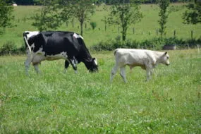 vache nourrice avec son veau dans l'herbe