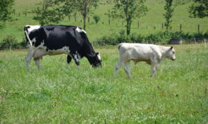 vache nourrice avec son veau dans l'herbe