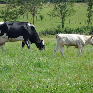 vache nourrice avec son veau dans l'herbe