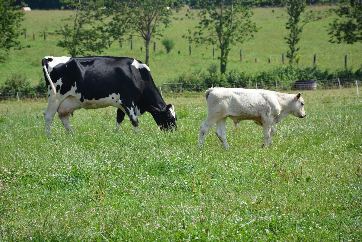 vache nourrice avec son veau dans l'herbe - Illustration La consommation en baisse : Difficultés pour les filières qualité