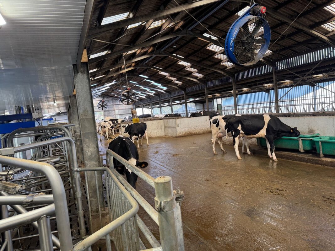 Les 150 vaches sont conduites en circulation libre, le large dégagement devant les robots est équipé d'abreuvoir grande capacité.