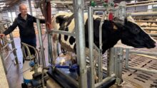 Un éleveur surveille la traite au pot d'une vache.