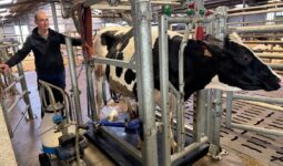 Un éleveur surveille la traite au pot d'une vache.