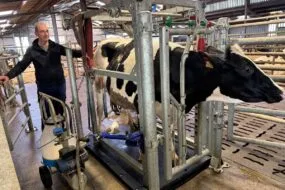 Un éleveur surveille la traite au pot d'une vache.