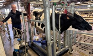 Un éleveur surveille la traite au pot d'une vache.