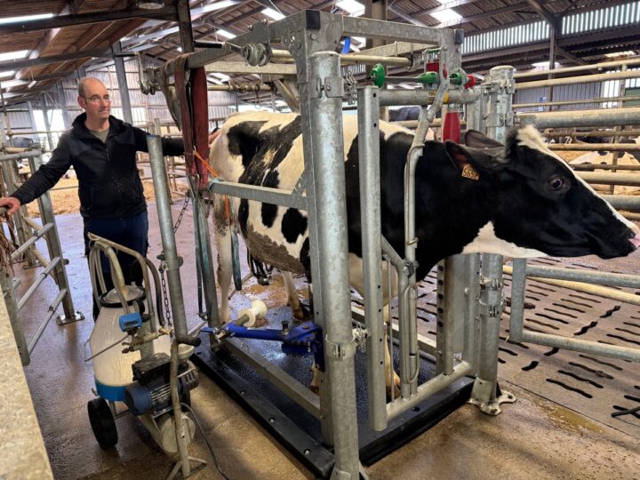 Un éleveur surveille la traite au pot d'une vache.