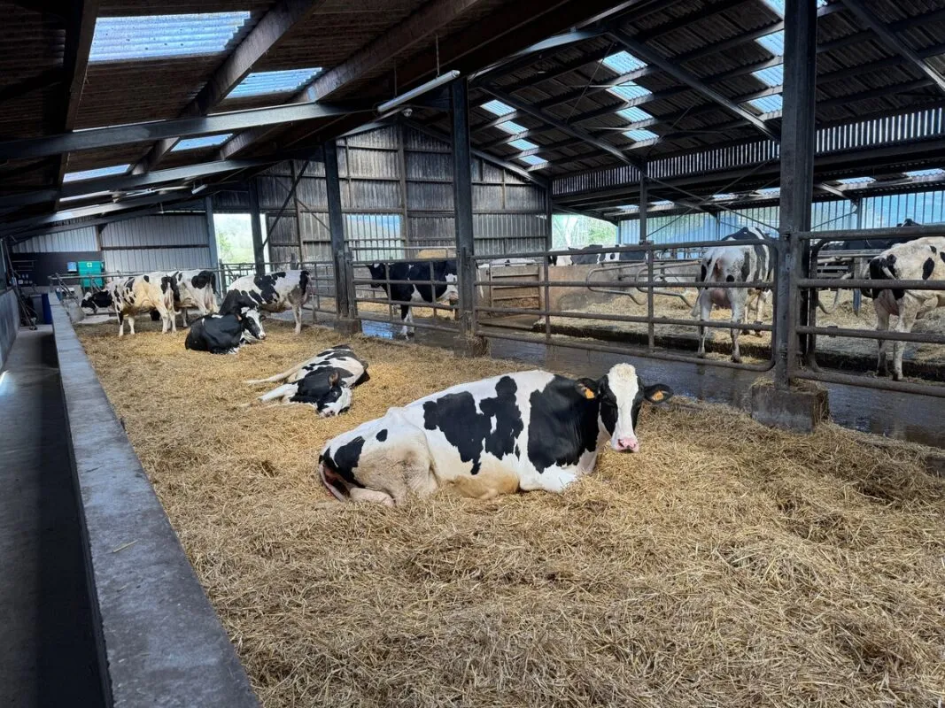 Grand confort pour les taries pour préparer la mise bas