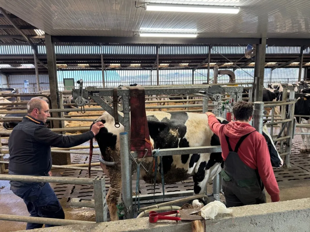 Avant de retrouver le robot, les premières traites sont réalisées dans la cage de contention pour récupérer le colostrum au pot trayeur, sous l'oeil attentif des éleveurs.