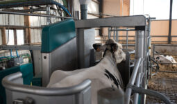 Une vache blanche à l'intérieur de la stalle d'un robot de traite