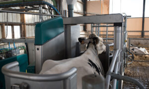 Une vache blanche à l'intérieur de la stalle d'un robot de traite
