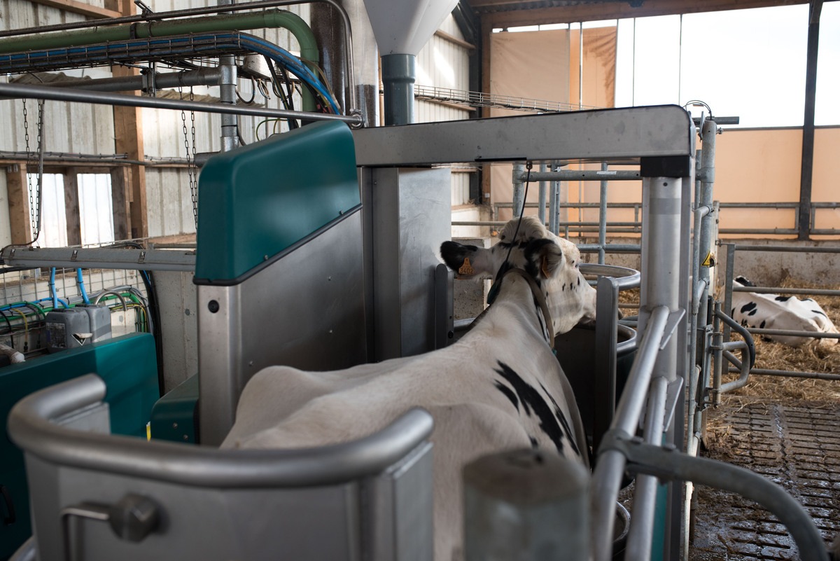 Une vache blanche à l'intérieur de la stalle d'un robot de traite - Illustration En Bretagne, 22 % des élevages robotisés