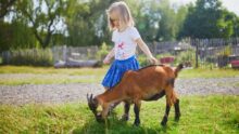 Une petite fille en train de jouer avec une chèvre