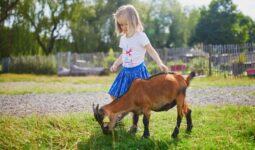 Une petite fille en train de jouer avec une chèvre