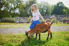 Une petite fille en train de jouer avec une chèvre