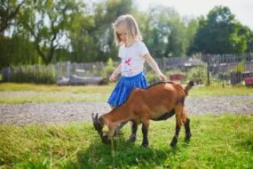 Une petite fille en train de jouer avec une chèvre