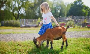 Une petite fille en train de jouer avec une chèvre
