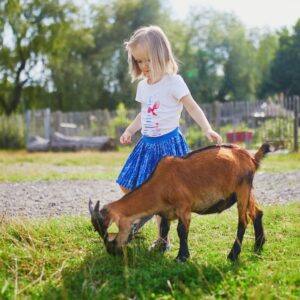 Une petite fille en train de jouer avec une chèvre