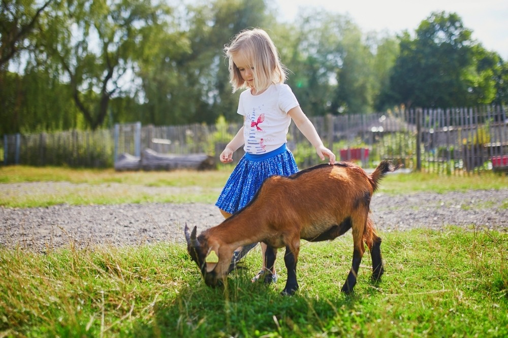 Une petite fille en train de jouer avec une chèvre - Illustration Agritourisme : conjuguer ouverture au public et sérénité