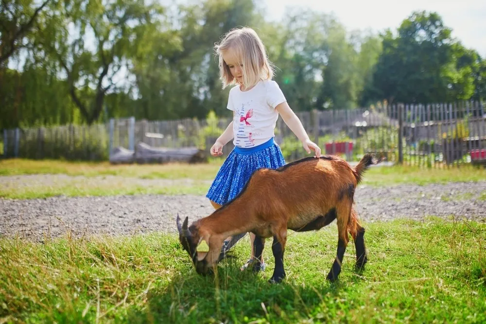 Une petite fille en train de jouer avec une chèvre - Illustration Agritourisme : conjuguer ouverture au public et sérénité