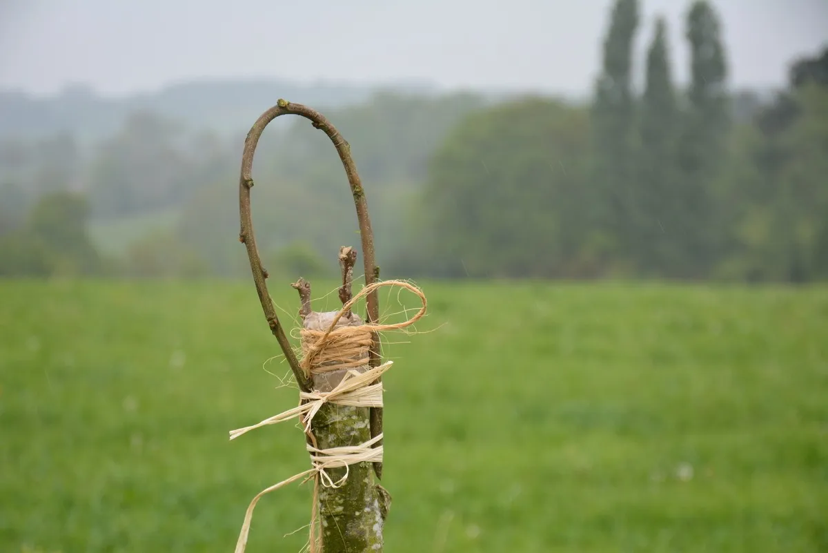 La greffe est réalisée. La petite arche
au-dessus protège les greffons des oiseaux
qui pourraient s’y poser.
