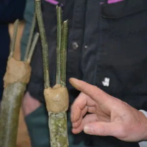 Une greffe de châtaignier