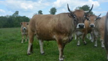 Des vaches Aubrac dans un champ