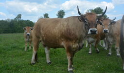Des vaches Aubrac dans un champ