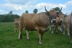 Des vaches Aubrac dans un champ