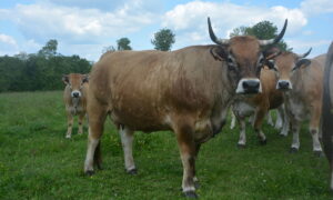 Des vaches Aubrac dans un champ