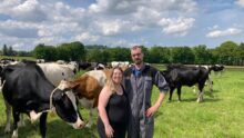 Un couple dans un champ avec des vaches