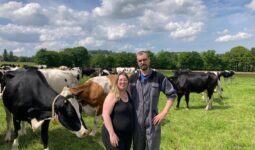 Un couple dans un champ avec des vaches