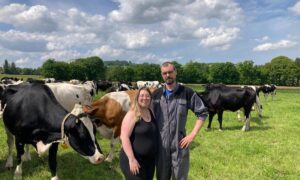 Un couple dans un champ avec des vaches