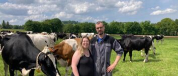 Un couple dans un champ avec des vaches