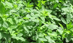 Gros plan sur de la luzerne