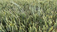 Un champ de ble avec de ray-grass