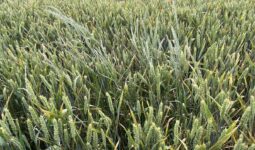 Un champ de ble avec de ray-grass