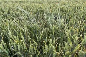 Un champ de ble avec de ray-grass