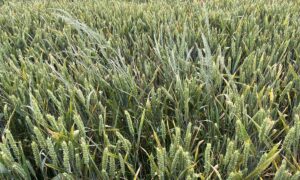 Un champ de ble avec de ray-grass
