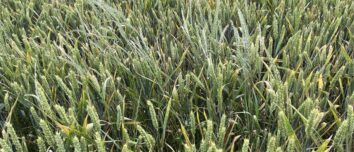 Un champ de ble avec de ray-grass
