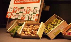 Légumes bio dans des cagettes